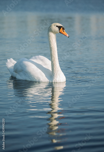 Mute swan (Cygnus olor) in the lake