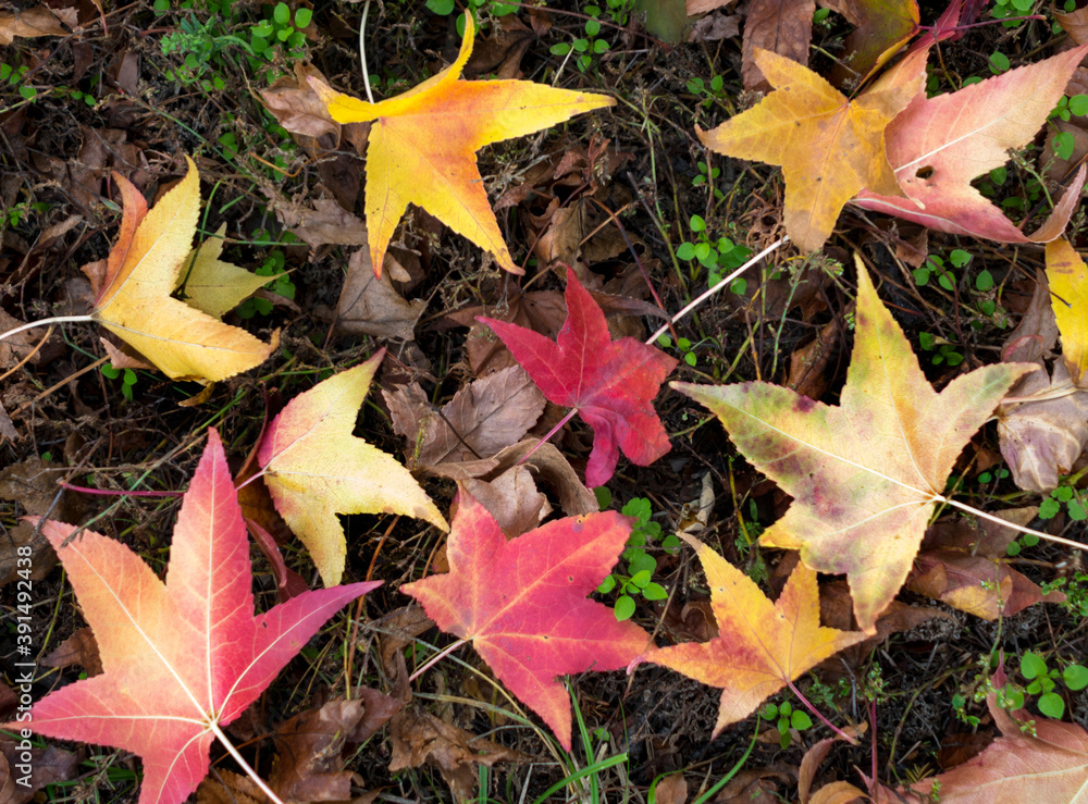 beautiful autumn leaves have fallen into the forest beautiful autumn leaves have fallen into the forest