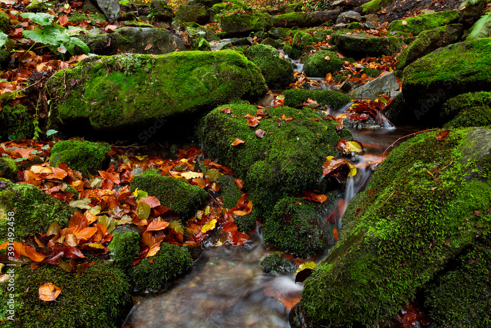 A stream and waterfall in the Carpathians among the autumn beech forest, large stones with green moss and fallen leaves of trees. Fallen autumn leaves in a mountain stream. concept of virgin nature. A stream and waterfall in the Carpathians among the autumn beech forest, large stones with green moss and fallen leaves of trees. Fallen autumn leaves in a mountain stream. concept of virgin nature.