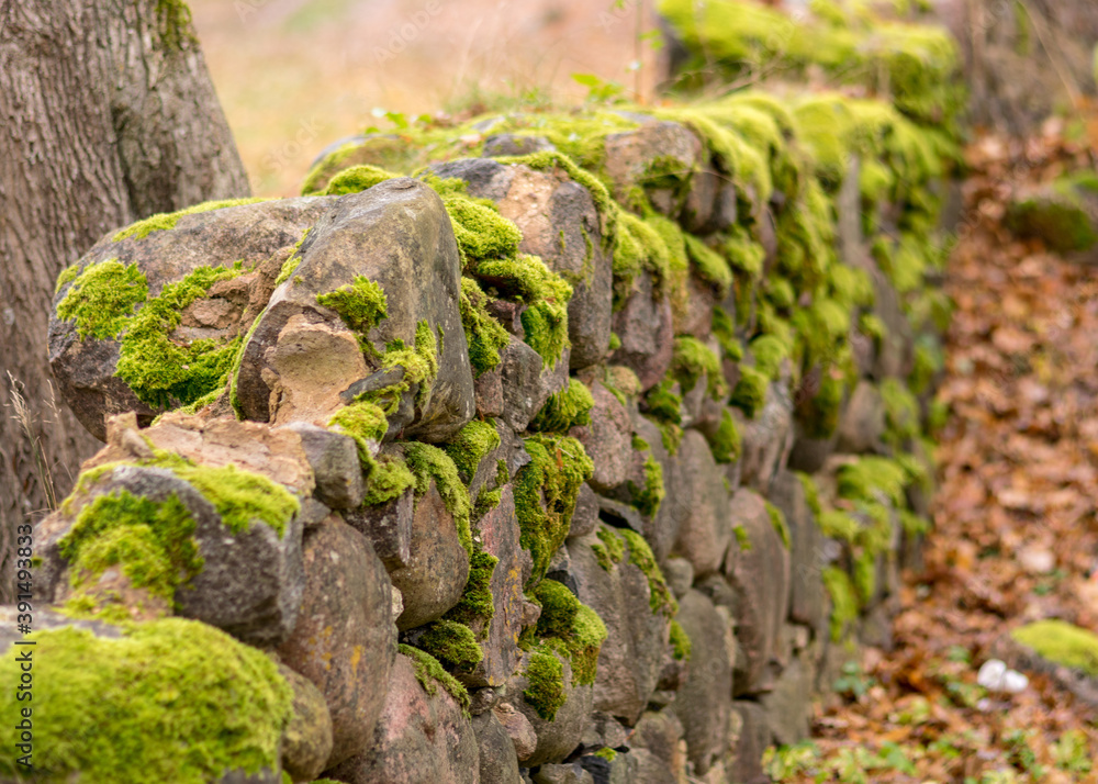 old stones overgrown with moss and lichens, stone wall from old castle ruins, autumn in the park old stones overgrown with moss and lichens, stone wall from old castle ruins, autumn in the park