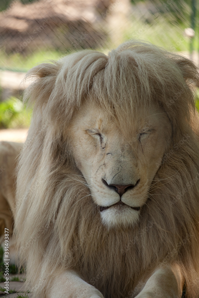 White - blonde lion sleeping