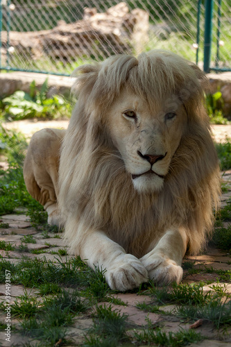 White - blonde lion resting in shade