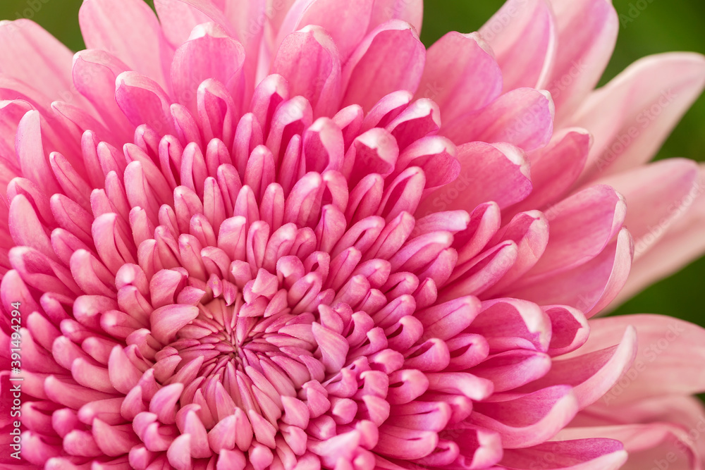 Blooming bright pink flower closeup, natural floral background