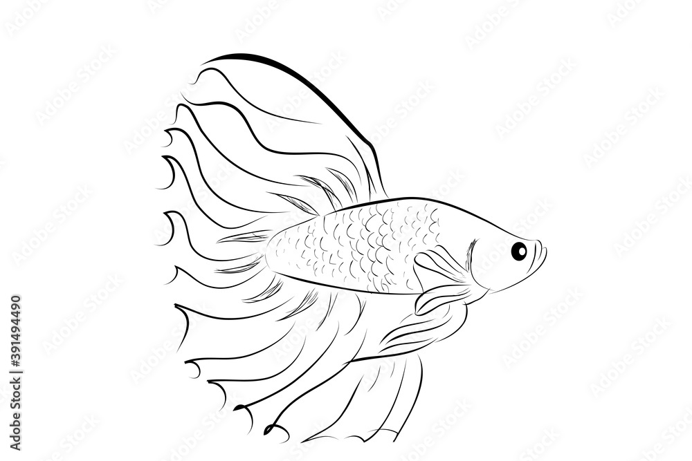 Outline Vector Betta or siamese fighting fish, Big and Beautiful Tail Outline Vector Betta or siamese fighting fish, Big and Beautiful Tail