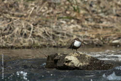 Wasseramsel photo