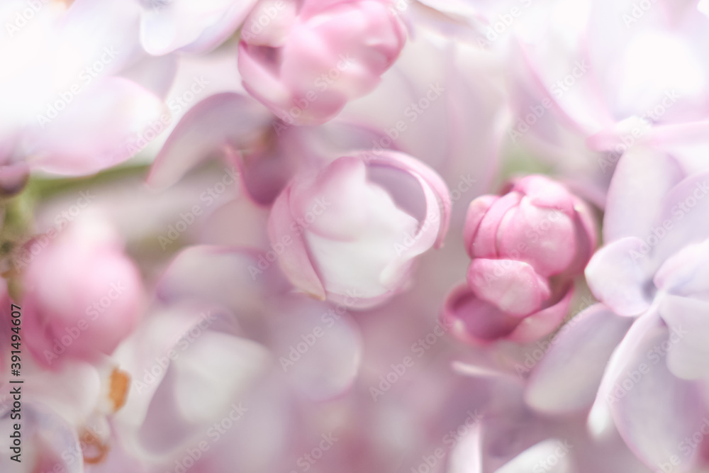 abstract flowers lilac delicate blurry