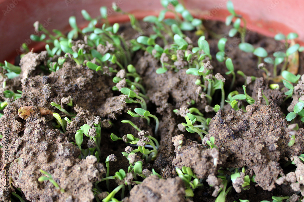 Fenugreek leaves Green Sapling Methi Sapling Green leaves Home Grown Vegetables Fenugreek leaves Green Sapling Methi Sapling Green leaves Home Grown Vegetables