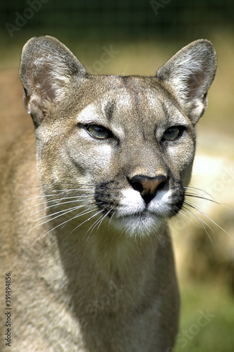 portrait of a puma