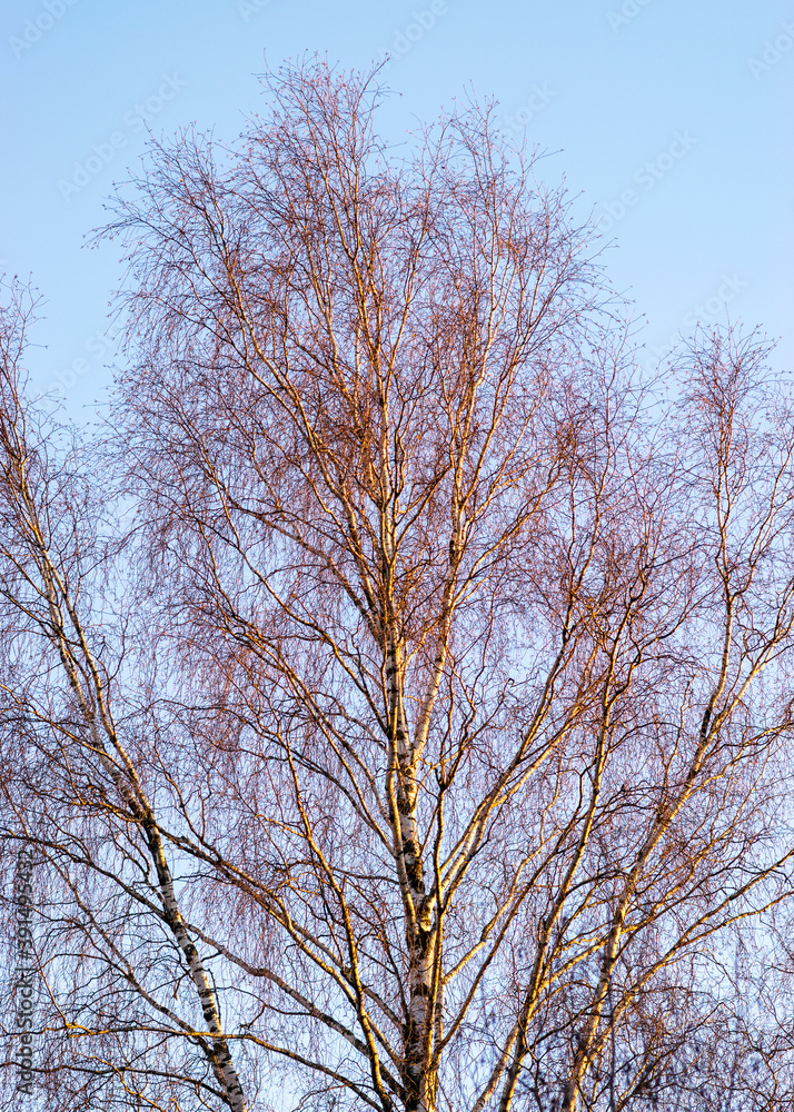 colorful birch tops at sunset, sun reflection on tree branches, autumn colorful birch tops at sunset, sun reflection on tree branches, autumn