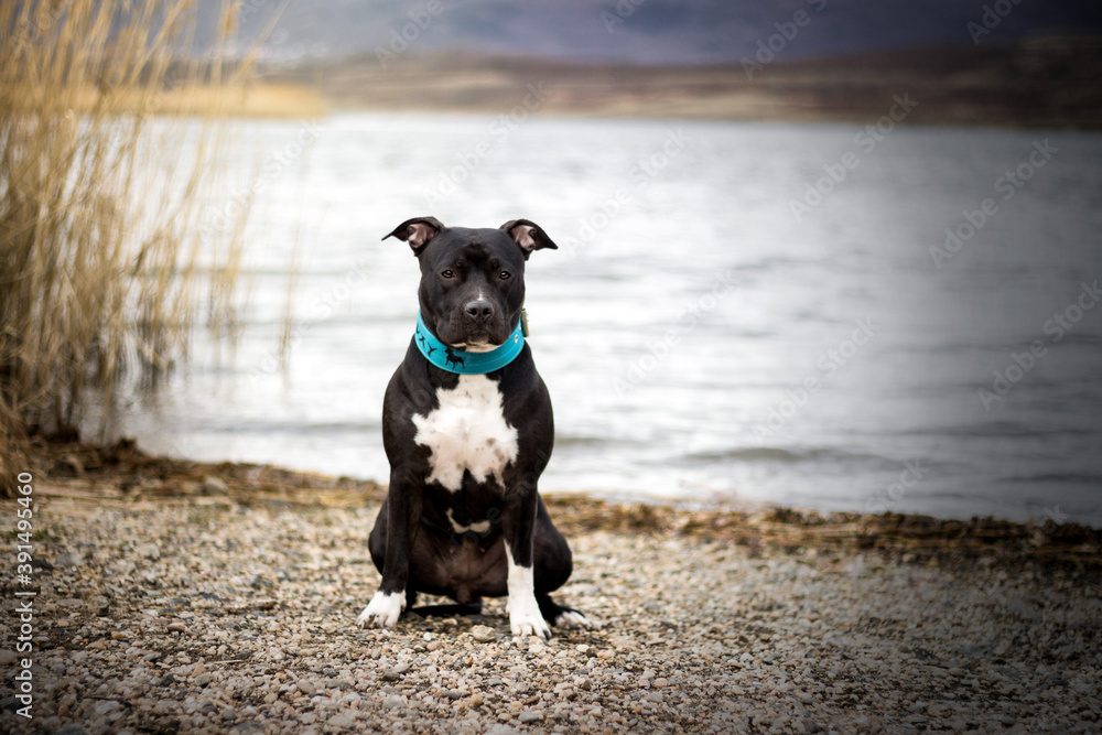 dog cannine animal pet amstaff dog cannine animal pet amstaff