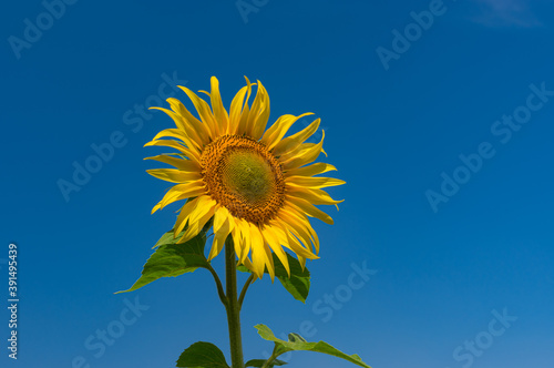 Lonely beautiful sunflower at flowering time against blue cloudless  sky