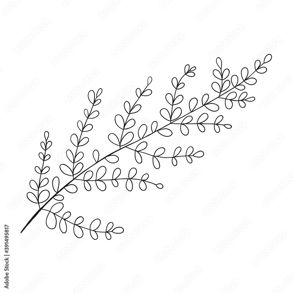 Botanical vector in line art or outline.
