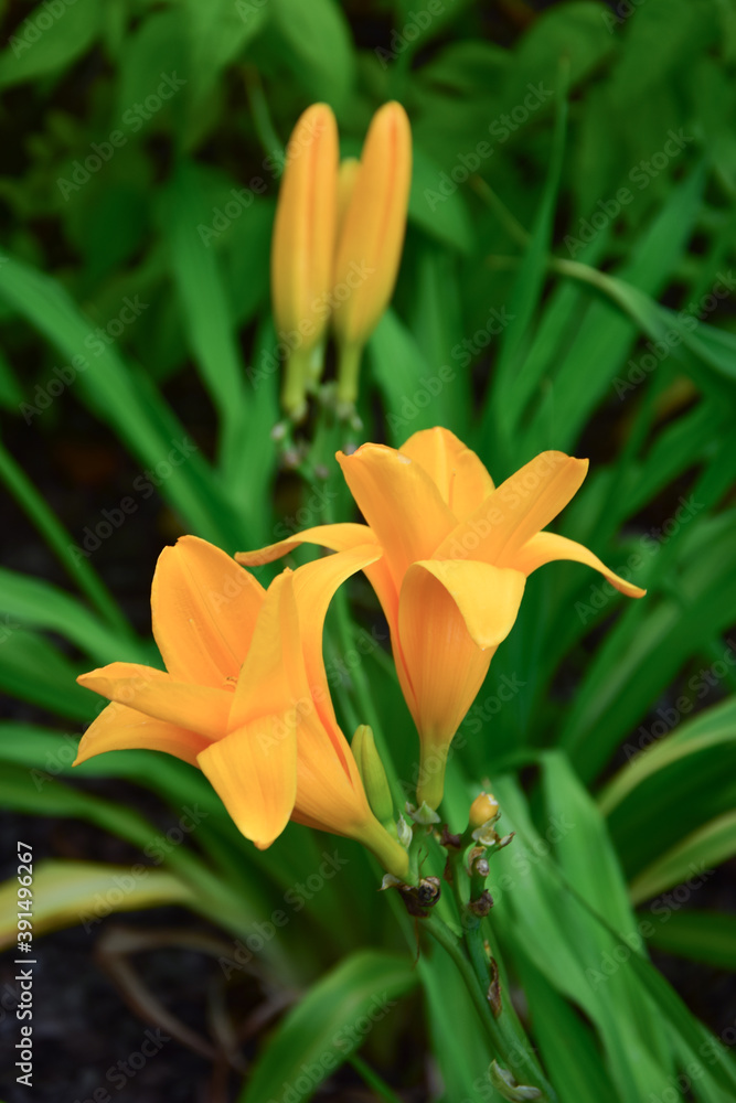 orange tiger lily orange tiger lily