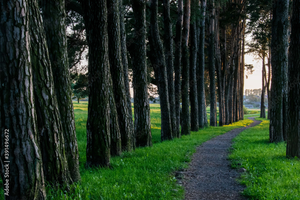 Fototapeta premium walking in the woods