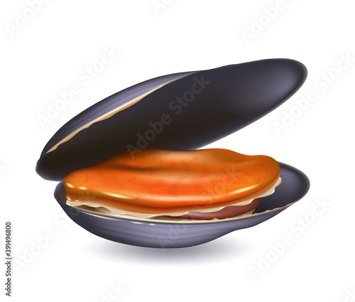 Mussels cooked with open shell. Realistic vector illustration isolated on a white background.