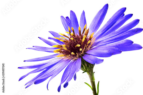 Daisy Blume blau Nahaufnahme