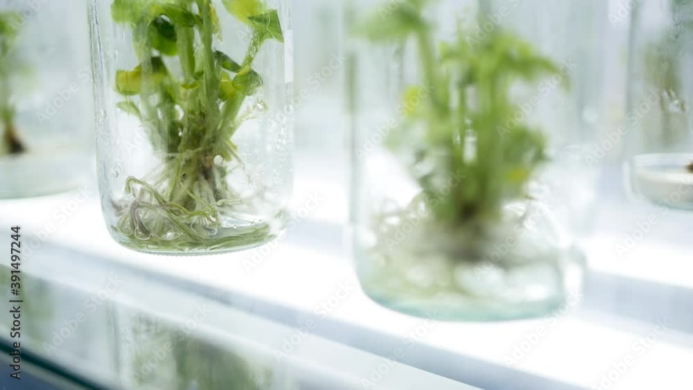 Tissue culture Using new technology Protect the environment Tissue culture Using new technology Protect the environment