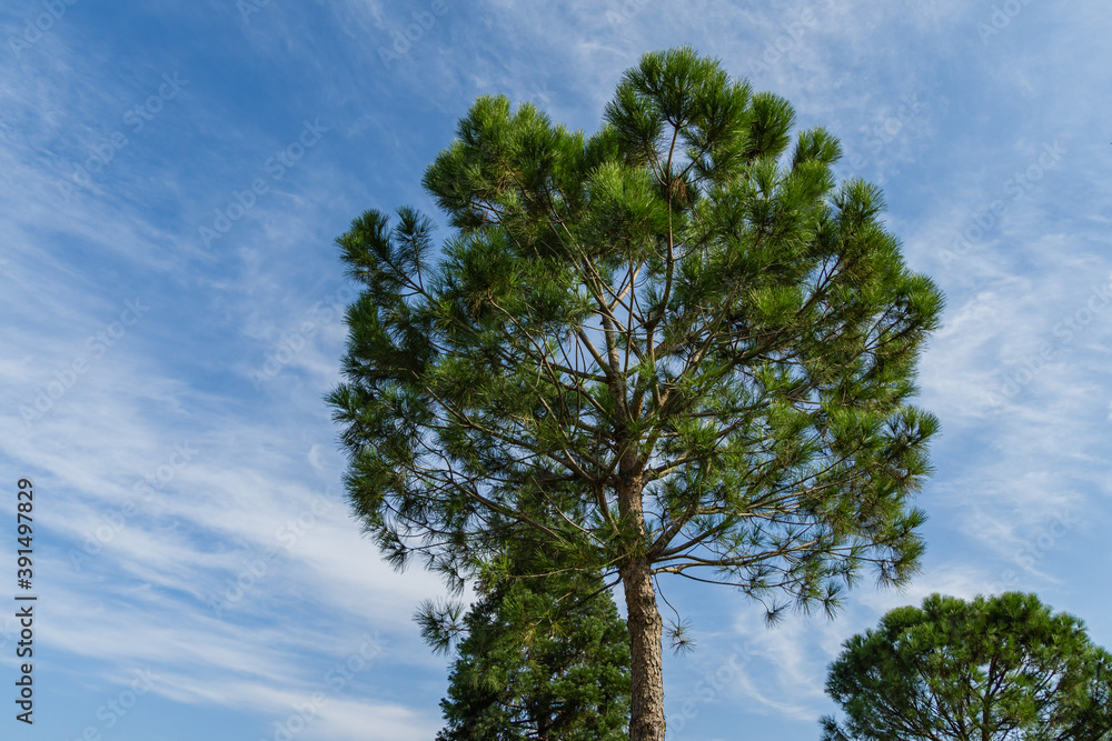 Beautiful Italian stone pine tree (Pinus pinea) with lush needles on blue sky background. Public landscape city Park Krasnodar or Galitsky Park in sunny autumn 2020. Beautiful Italian stone pine tree (Pinus pinea) with lush needles on blue sky background. Public landscape city Park Krasnodar or Galitsky Park in sunny autumn 2020.