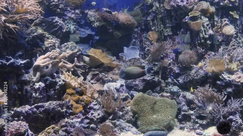 Group of fishes swimming among tropical reef in an aquarium. A school of inhabitants in water in Moskvarium. Underwater colorful coral in oceanarium Moskvarium Moscow. Marine life. photo