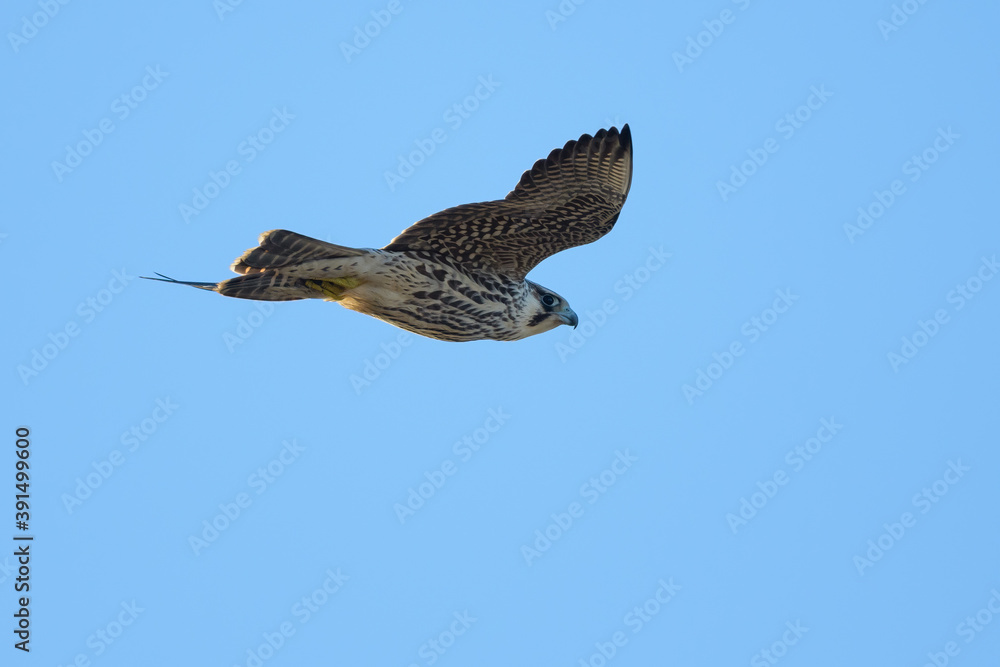 Obraz premium Falco peregrinus