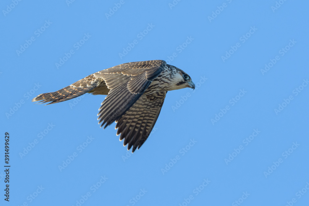 Obraz premium Falco peregrinus