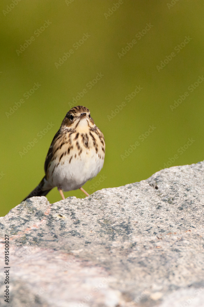 Fototapeta premium Tree Pipit, Anthus trivialis, standing erect in Israel