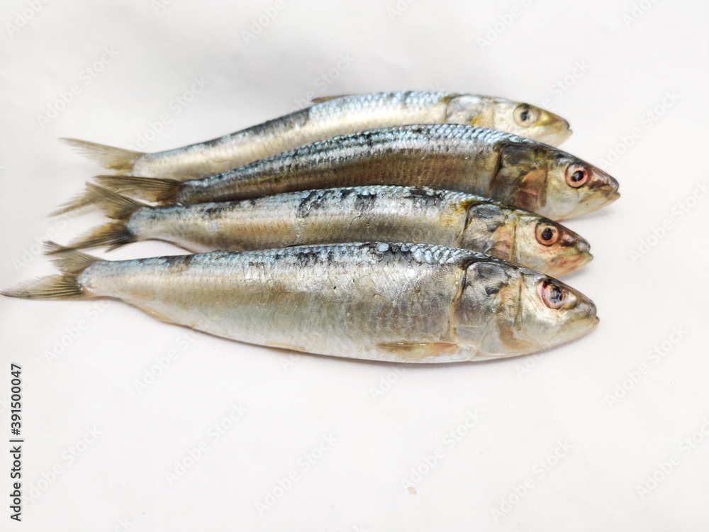 Close up view of Fresh Indian oil sardines isolated on a White Background.