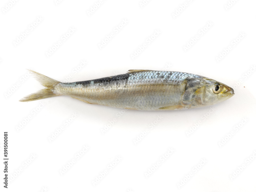 Close up view of Fresh Indian oil sardine Isolated on a White Background.