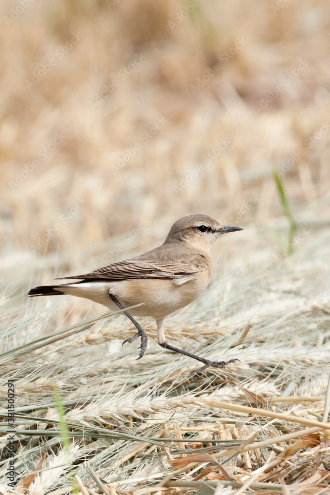 Isabelline Wheatear, Oenanthe isabelline Isabelline Wheatear, Oenanthe isabelline