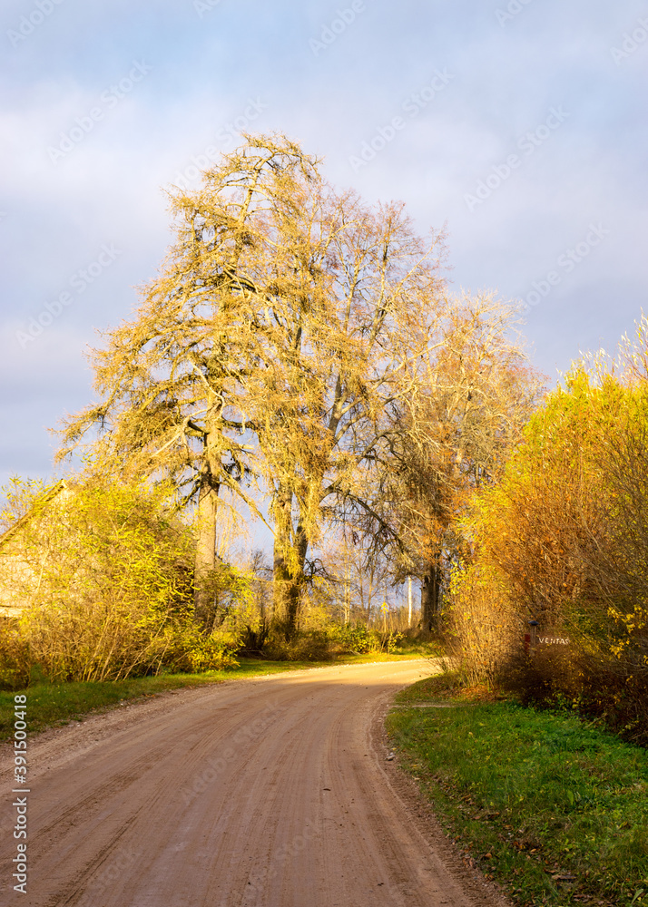Fototapeta premium beautiful colorful trees by the side of the road, dirt road in autumn day, autumn