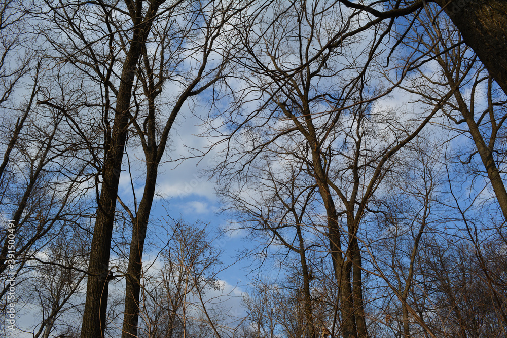 Forest with bare trees in early spring Forest with bare trees in early spring