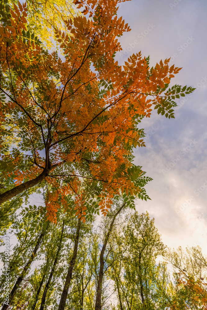 a beautiful autumn landscape in the park on an October day