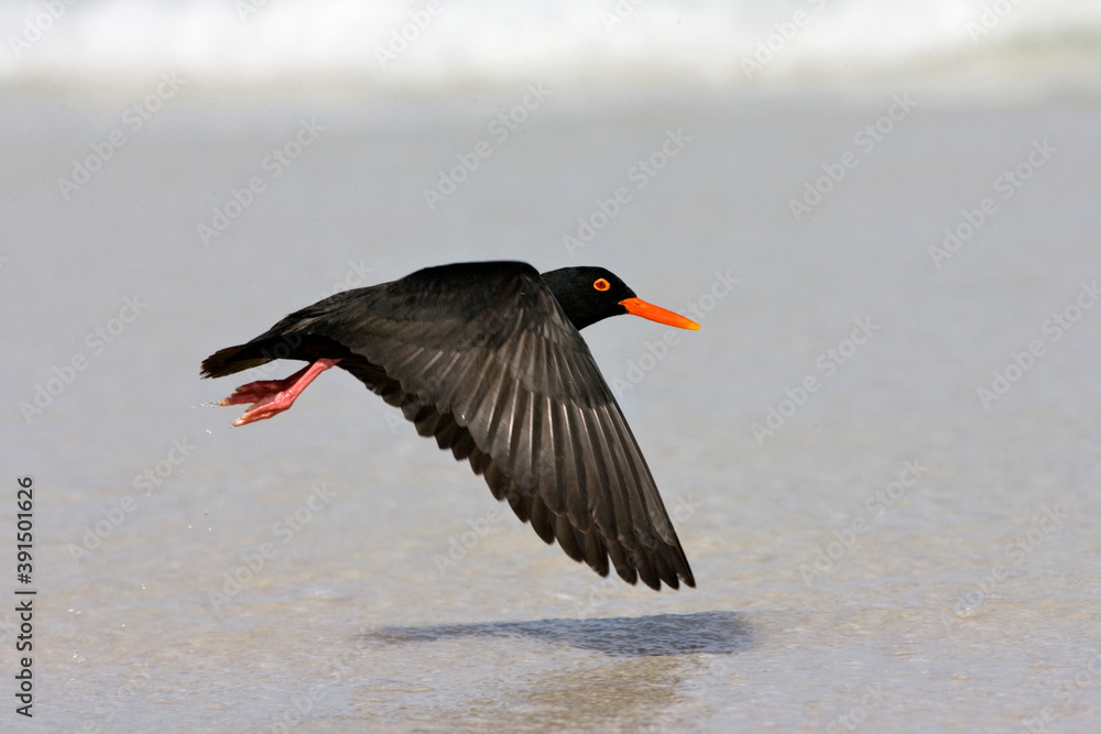 African Black Oystercatcher, Haematopus moquini African Black Oystercatcher, Haematopus moquini