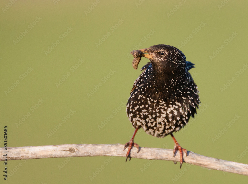Obraz premium Spreeuw, Common Starling, Sturnus vulgaris