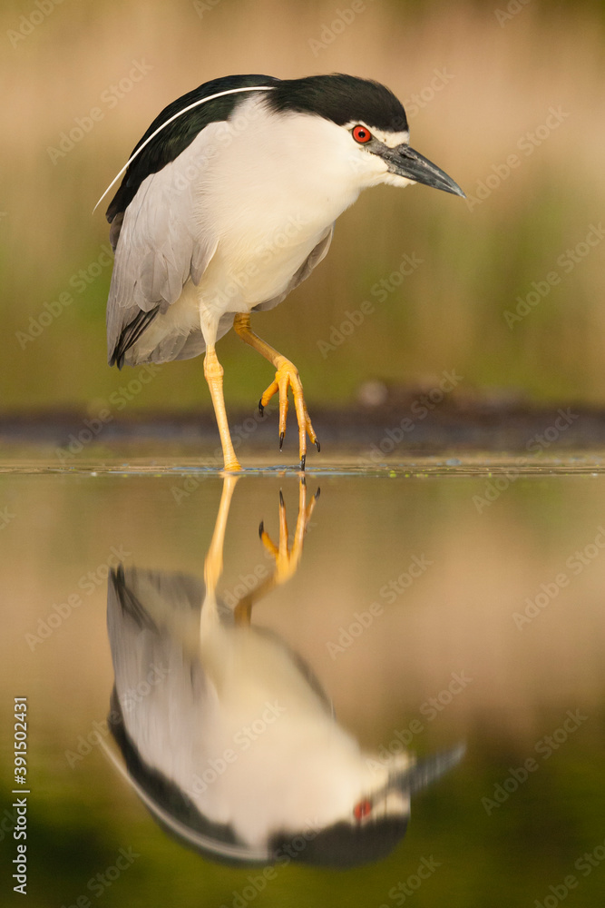 Obraz premium Kwak, Black-crowned Night Heron, Nycticorax nycticorax