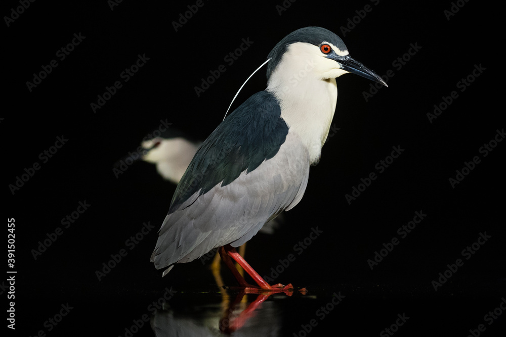 Kwak, Black-crowned Night Heron, Nycticorax nycticorax Kwak, Black-crowned Night Heron, Nycticorax nycticorax