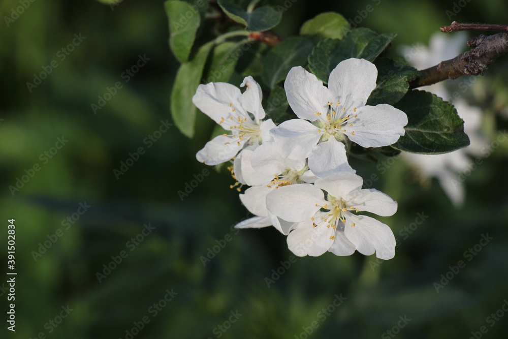 Fototapeta premium apple tree flowers