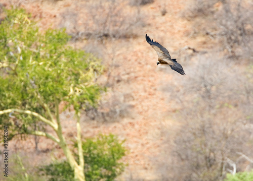 African White-backed Vulture, Gyps africanus