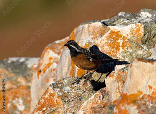 Cape Rockjumper, Chaetops frenatus photo