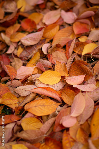 Yellow, red, brown fallen leaves, selective focus on yellow leaf 