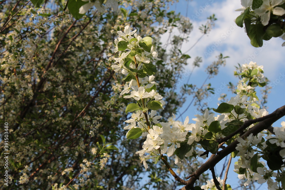 Fototapeta premium blossoming apple tree