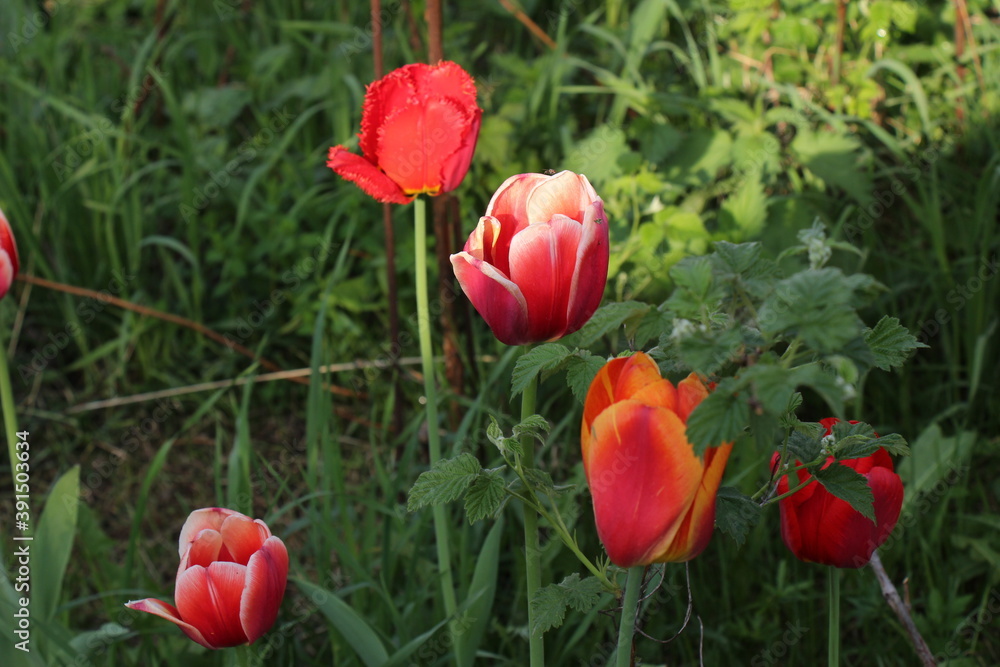 Colorful blooming tulips in the garden Colorful blooming tulips in the garden