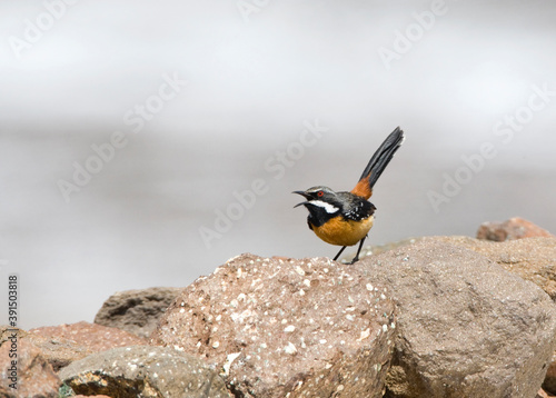 Obraz na płótnie Orange-breasted Rockjumper, Chaetops aurantius w salonie