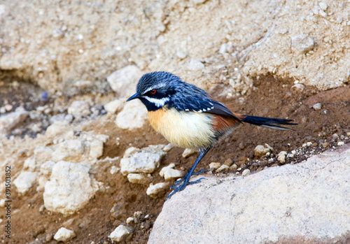 Orange-breasted Rockjumper, Chaetops aurantius photo