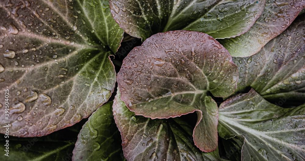 Obraz premium Autumn green leaves in drops