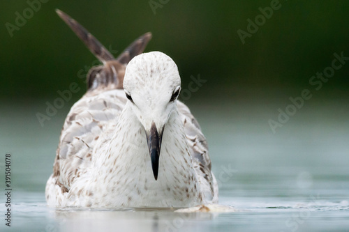 Pontische Meeuw, Caspian Gull, Larus cachinnans photo