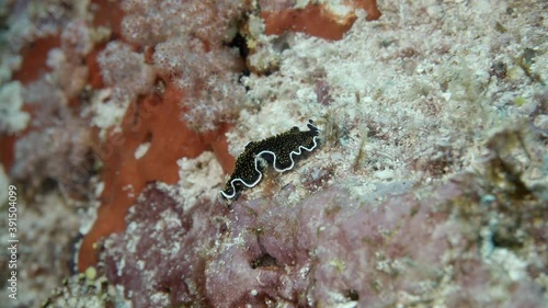 yellow spotted flatworm in maldives photo