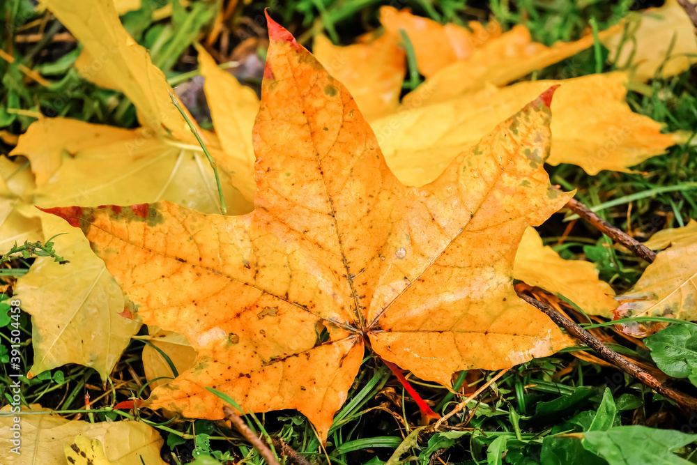 autumn leaves autumn leaves