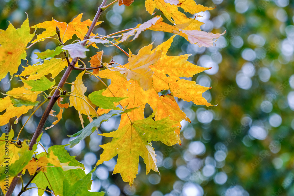 autumn leaves on a tree autumn leaves on a tree