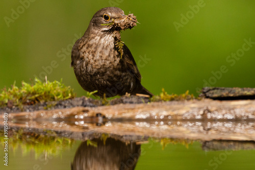 Merel  Eurasian Blackbird  Turdus merula